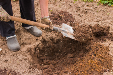 Worker digs the black soil with shovel in the vegetable garden, woman loosens dirt in the farmland, agriculture and hard work concept