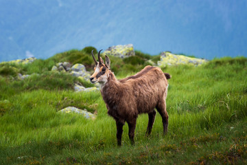 Naklejka na ściany i meble Chamois. Agile goat-antelope found in mountains of Europe.