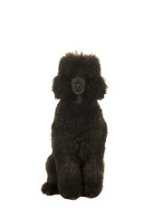 Grey and black sitting king poodle looking at camera isolated on a white background