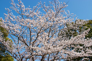 Cherry blossoms in spring day, Japan