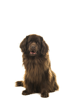 Sitting brown newfoundland dog looking at the camera isolated on a white background