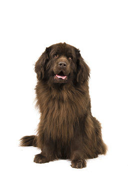 Sitting brown newfoundland dog looking up isolated on a white background