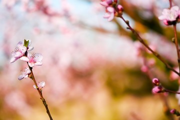 Kirschblüte im Frühling