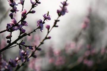 Kirschblüte im Frühling