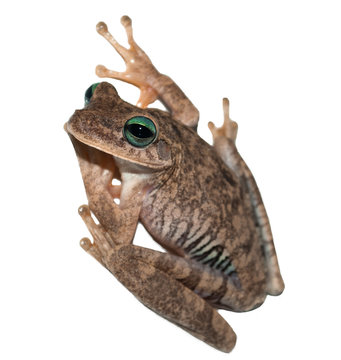 Rana de ojos verdes sobre fondo blanco, Frog of green eyes