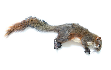 Squirrel died Don't know why, on white background / wildlife is now in danger...
