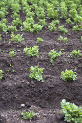 Potato farming in Cusco, Peru