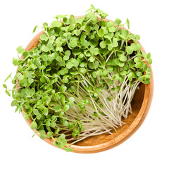 White mustard microgreen in wooden bowl. Fresh sprouts and young leaves of Sinapis alba, also...