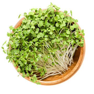 White mustard microgreen in wooden bowl. Fresh sprouts and young leaves of Sinapis alba, also yellow mustard, an edible herb. Shoots and cotyledons. Macro food photo, close up, from above, over white.