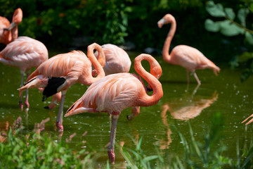 zoo, pink flamingos, travel, birds, nature, summer, adventure, Safari, fauna, lake