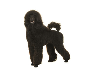 Young black king poodle standing and looking up on a white background