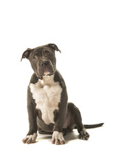 Cute sitting american bully puppy looking at the camera isolated on a white background