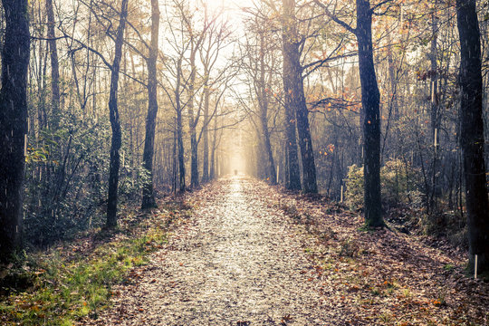 Rain and sunshine on a forest path