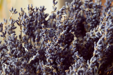 Lavender closeup