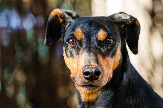 Deutscher Pinscher