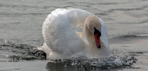 The beauty of a swan in a love period.