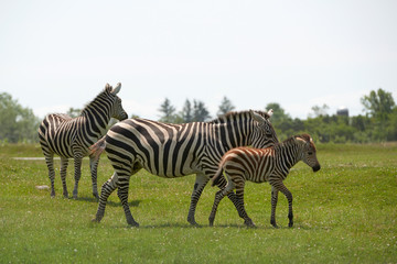 Fototapeta na wymiar zoo, Zebra, traveling, large animal, nature, summer, adventure, Safari, fauna, stripes