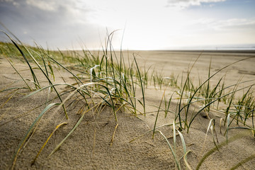 North sea coast dunes