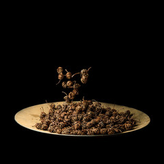 Erle Zapfen Baum Naturprodukt Ernten Samen Saat Schale Deco