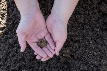 Young peasant woman planting seeds of carrots, radishes and beets in a warm black earth. Warm spring sunny day is good time for planting. Social assistance to farmers. Close-up view hands