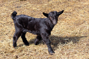 Black kid goat
