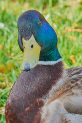 close up of a male duck looking into the cam
