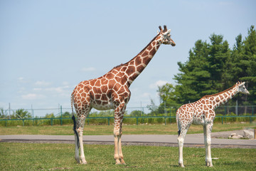 zoo, giraffes, traveling, large animal, nature, summer, adventure, Safari, fauna, stripes