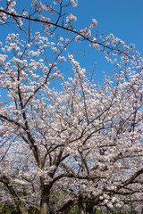 Cherry blossoms in spring day, Japan