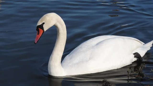 Swan-familiy in winter on the lake