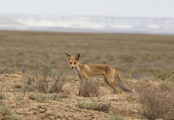 Desert fox in Mangystau region, Kazakhstan