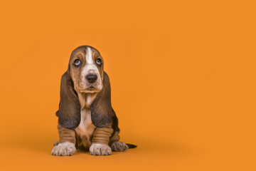 Adorable basset hound puppy dog sitting on an orange background © Elles Rijsdijk