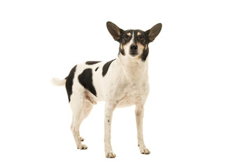Dutch boerenfox terrier dog standing looking at the camera on a white background