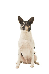 Sitting Dutch boerenfox terrier dog on a white background
