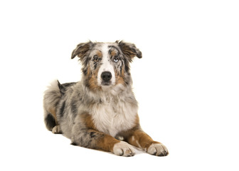 Pretty lying down odd eyed blue merle australian shepherd dog seen from the front looking at the camera isolated on a white background