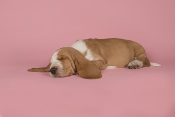 Cute sleeping bicolor basset hound on a pink background