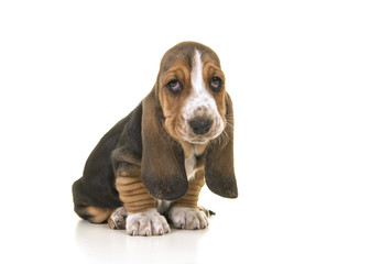 Cute sitting tricolor basset hound puppy looking sad or remorseful isolated on a white background