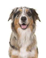 Portrait of a pretty blue merle australian shepherd dog looking straigth at the camera with open mouth on a white background