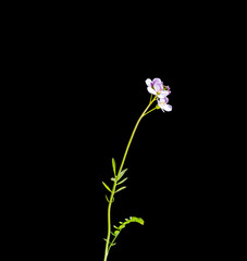 Blume freigestellt Makro Detail