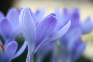 Blue crocuses. Water color forms./Indistinct flower forms of large blue crocuses create a tenderness picture.