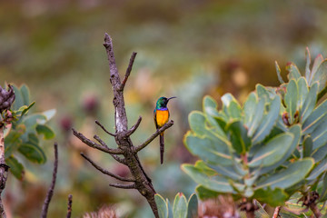 Male Orange-Breasted Sunbird  in South Africa