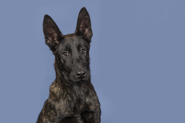 Portrait of a pretty young dutch shepherd looking at the camera isolated on a jeans blue background