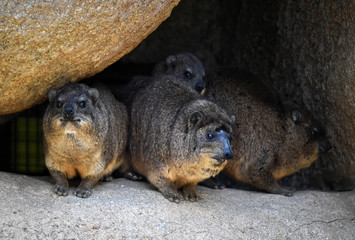 marmotas