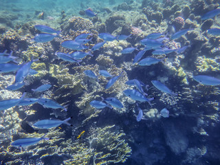 a flock of blue cesium, or fish moon, Red Sea, Egypt