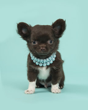 Cute brown and white chihuahua puppy with blue pearl collars sitting on a blue background, looking at the camera