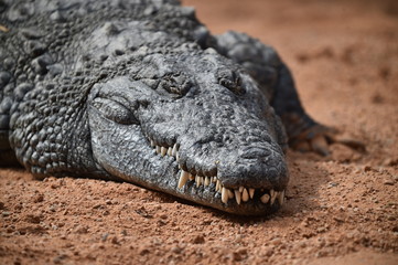 cocodrilo