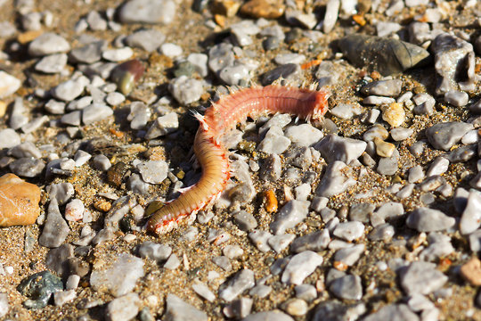 Red worm on the beach among the rocks