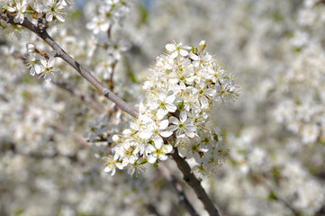 Fruit trees blooming in early spring