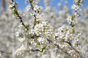 Obraz premium Fruit trees blooming in early spring