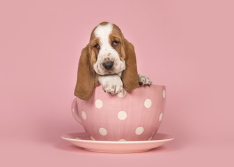 Cute tan and white basset hound puppy sitting in a pink cup and saucer on a pink background © Elles Rijsdijk