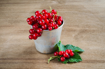 Fresh ripe organic red currant in aluminum cup.